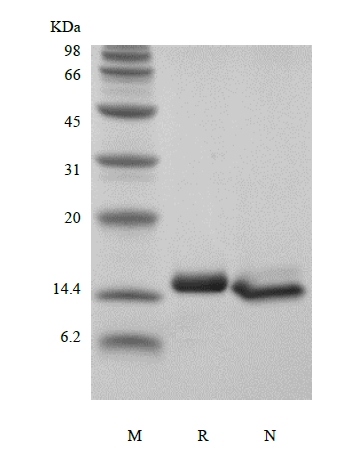 SDS-PAGE of Recombinant Human Interleukin-4
